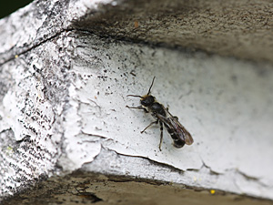 A slender insect sitting on old white painted wood