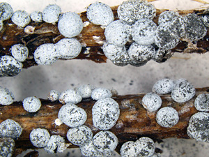 Close-up of two brownish twigs completely covered with white, gray-dusted balls of different sizes