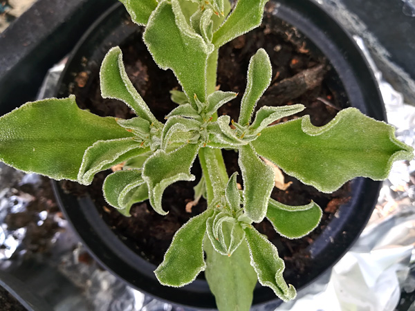 A potted plant seen from above with broad, leathery leaves covered with downy hairs