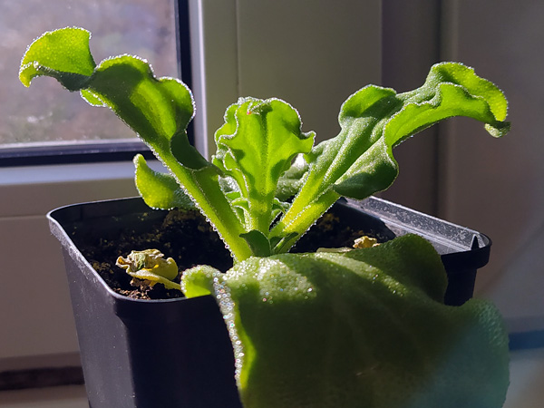 A potted rosette of broad, leathery leaves