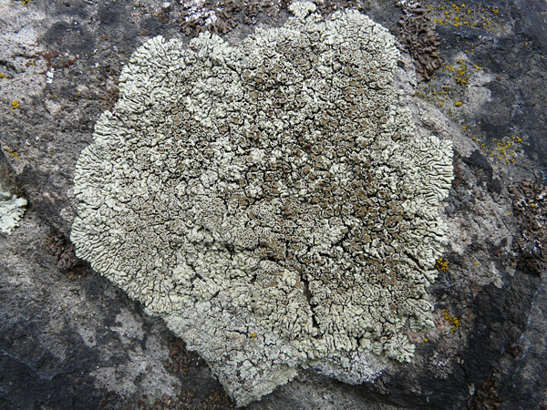 A flat thallus of grey-green lichen growing on a stone
