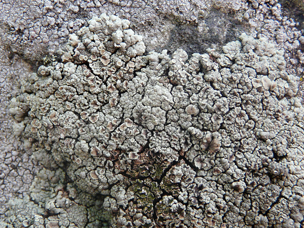Close-up of the lichen thallus showing the lumpy, cracked structure