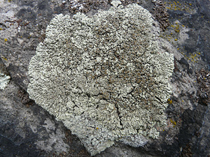 A flat thallus of grey-green lichen growing on a stone