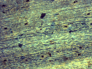Microscopic image of plant tissue: tightly packed, mostly elongated cells