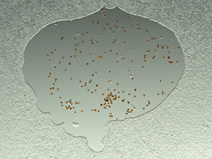 A flattened drop of liquid on a microscope slide, with numerous brown grains embedded in it
