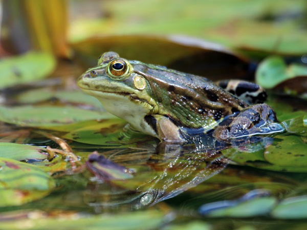A frog with the lower part of its body immersed in water, with leaves of aquatic plants floating on the surface