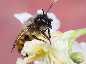 Close-up of a bee sitting on a white flower