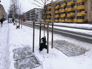 Urban multi-story buildings in winter. The ground around a tree planted just off the street is covered with rectangular mats