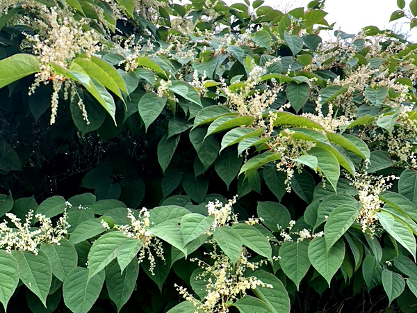 A thicket of shoots with large, heart-shaped leaves. Numerous inflorescences of small white flowers grow between the leaves