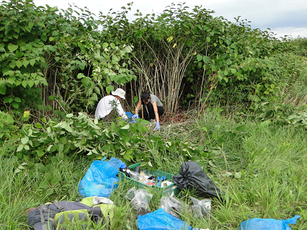 Two people crouch at the edge of a knotweed thicket. Next to it are cut plant shoots, plastic bags and boxes
