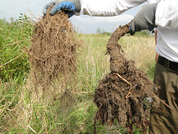 Hands in work gloves hold a bunch of small roots and a fragment of a thick rhizome that they have just dug up