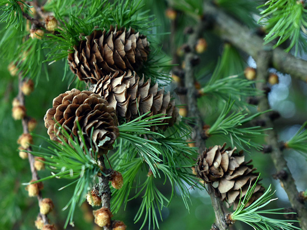 A branch of a coniferous tree with bright green needles and a few brown cones