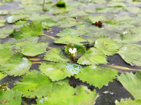 A small white flower rises slightly above the water, on the surface of which float triangular leaves, similar to birch leaves