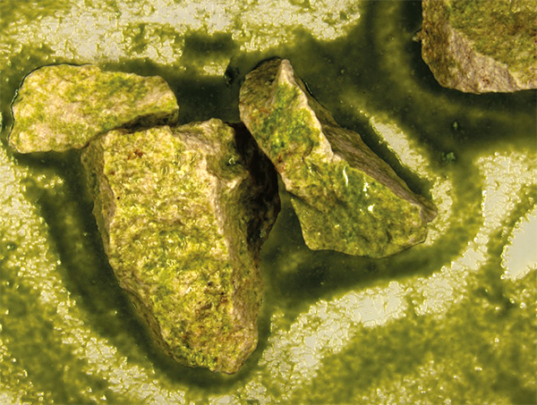 Rock fragments green from the algae growing on them, immersed in a gel-like green-coloured medium