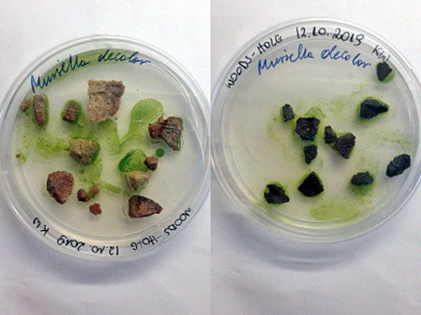Juxtaposed photos of two dishes with fragments of different minerals. The substrate around the minerals is green