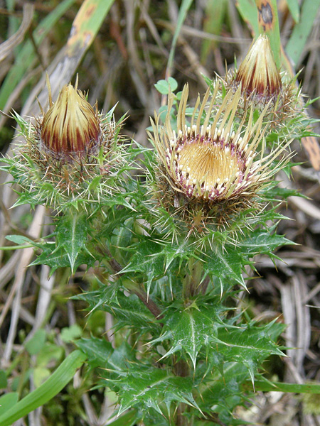A plant with strongly thorny leaves. Its shoots are topped with half-closed light brown inflorescences