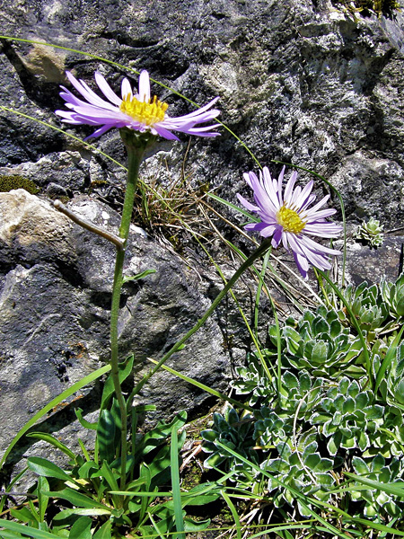 A small plant with almost leafless shoots ending with inflorescences with a yellow center and numerous purple petals