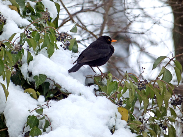 A black bird with a yellow beak sits on a heavily snow-covered branch with green leaves and clusters of black berries