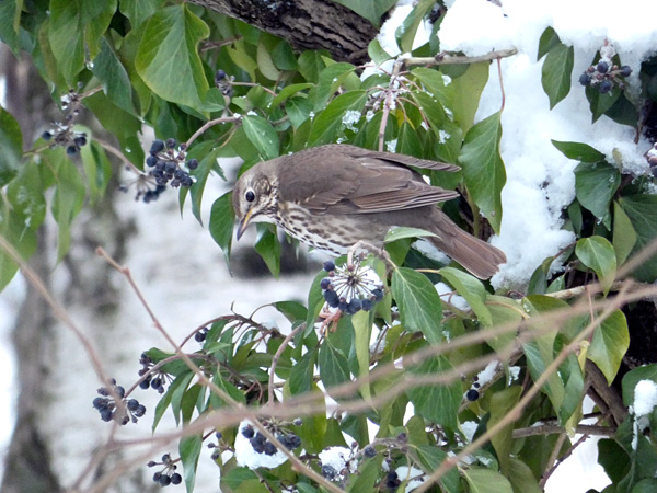A brown bird with a light speckled belly sits on a partially snow-covered branch, among green leaves and black berries