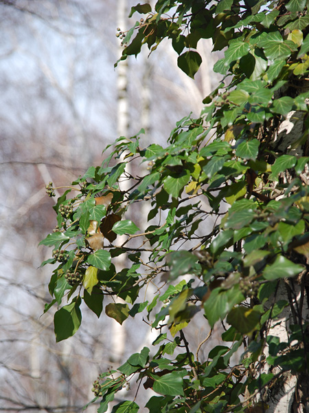 Close-up of the vine branches sticking out from the trunk, with dark green leaves that shine in the sun