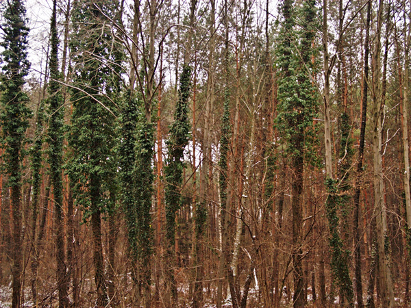A dense young forest in winter. Many brown trunks are covered with green vines, which grow abundantly halfway up the trees