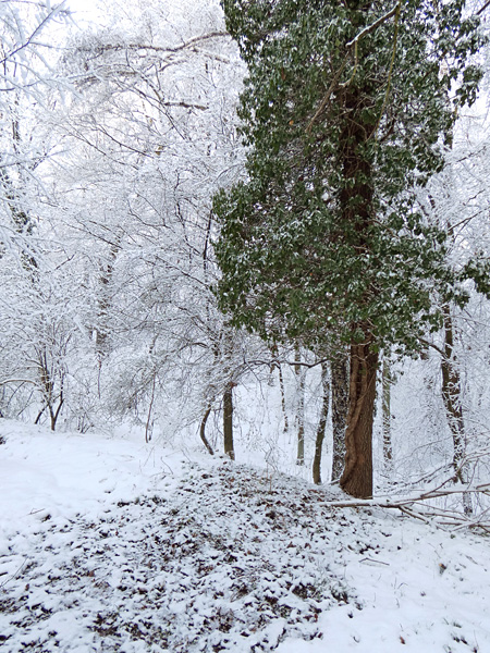 A forest white with snow and frost. A densely branching green vine on one of the trees is the only colorful accent