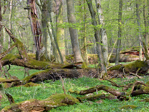A deciduous forest with rotting trees and large woody debris lying on the ground. Its floor is green from spring plants