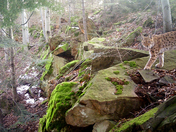 A coniferous forest growing on a steep slope among rock rubble. In the foreground, a lynx wandering over large rock fragments