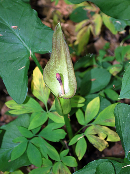 Close-up of a plant with a large, cup-shaped, green flower with a purple pistil and large, arrow-shaped leaves