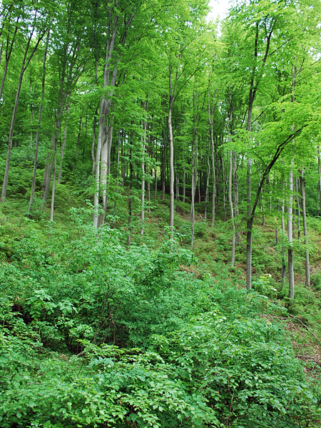 Young deciduous forest on a steep slope. At the foot of the slope there is dense undergrowth. The foliage is vivid green