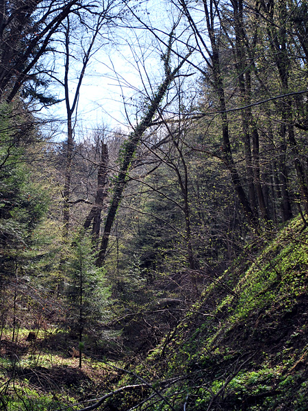 A slope covered with forest and spring herbaceous vegetation. The trees do not yet have developed leaves