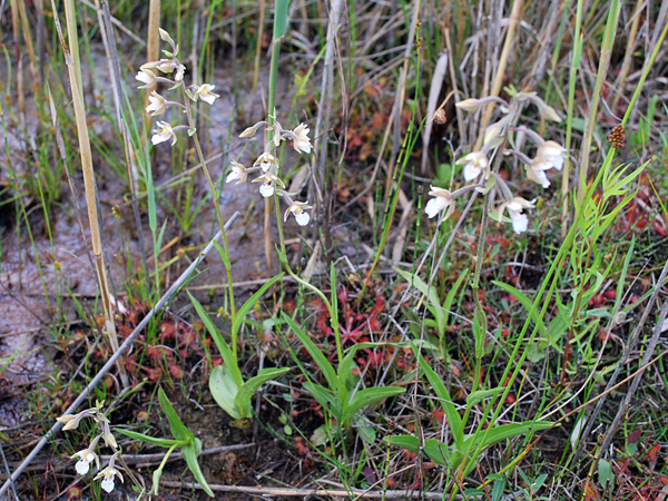 A group of small plants with single stems topped with a cluster of white-brown flowers, in wet sandy soil