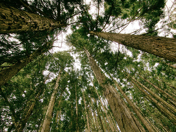 A view from below towards the crowns of tall, slender conifers with furrowed bark
