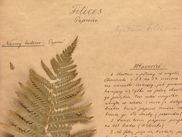 A feathery leaf glued to a yellowed sheet of paper next to a carefully inked description