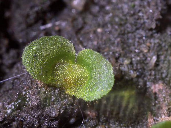 A microscopic plant in the form of two ears spreading out to the sides near the ground