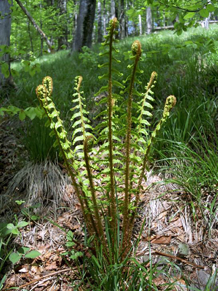A plume of pinnately compound, upright and pastorally-tipped leaves against the background of a gentle forest slope