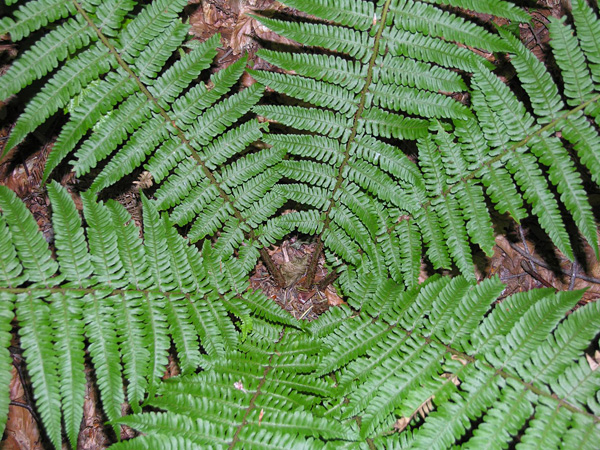 Top view of the fern. It has pinnately compound, dark green, shiny leaves that spread out in a star-like manner