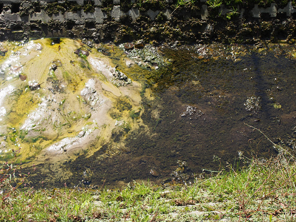 Top view of the concreted bottom of a narrow watercourse, with green scum floating on the shallow, muddy water