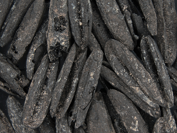Black as coal objects with a flaky surface. They are cigar-shaped with a groove down the middle. They fill the entire frame