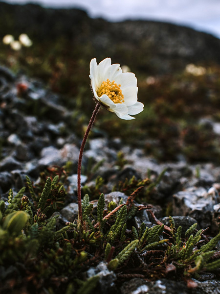 A flower with large, white petals and yellow stamens on a thin stem growing from a carpet of small leaves