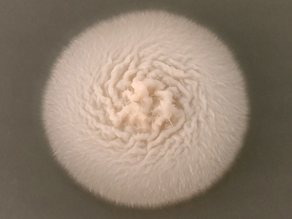 A white disk-shaped structure with a strongly wrinkled centre and woolly-hairy edges on a grey base
