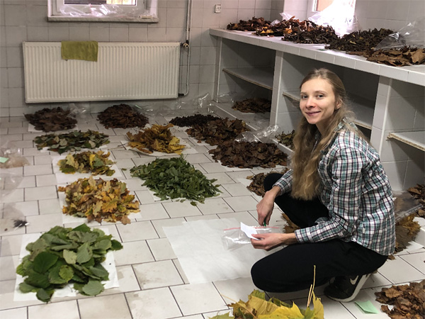 A woman crouches next to colourful piles of leaves on the floor of a lab. The leaves are sorted by species