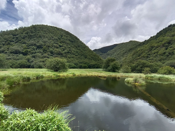 A quiet, small lake surrounded by grassy vegetation and domed hills covered with forest