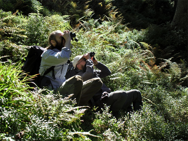 Two men in field clothes sit on a hillside covered with ferns and blueberries. They look up through binoculars