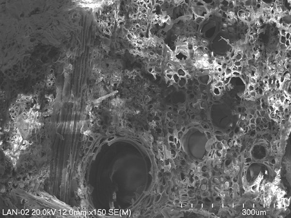 Black and white micrograph of a spongy structure. At the bottom, a scale with a scale and a value: 300 micrometers