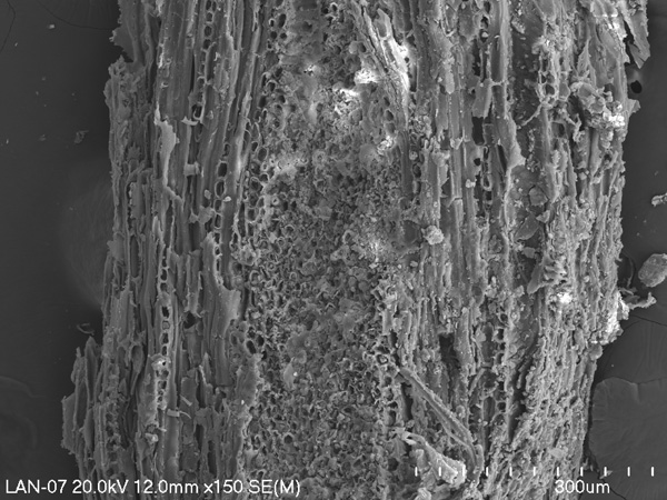 Black and white micrograph of a spongy structure. At the bottom, a scale with a scale and a value: 300 micrometers