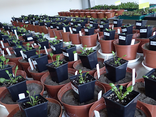 Rows of dozens of black pots with small plants and plastic labels are placed on laboratory tables