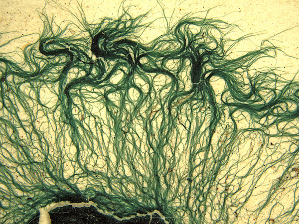 Dark green, hair-like, non-cyanobacterial colonies arranged flat against a light yellow background