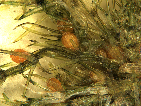 Close-up of a stalk-like algae thallus covered with needle-like leaves and light brown spherical structures