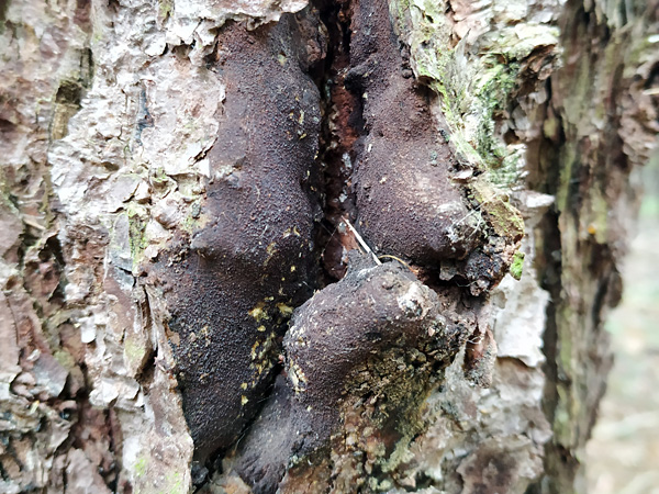 Close-up of a tree trunk with overgrown tissue around a crack in the bark and spots of yellowish ooze